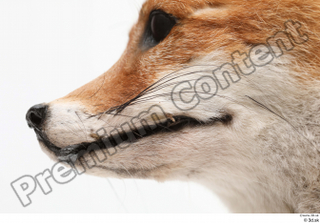 Fox  2 mouth 0007.jpg